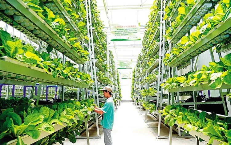 6th Global Vertical Farming Show 2025 Set to Unite Global Experts and Pioneers