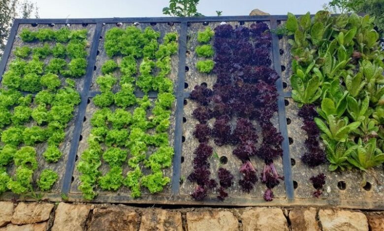 النسخة السادسة من المعرض العالمي للزراعة العمودية 2025 حدث يجمع نخبة الخبراء والروّاد العالميين